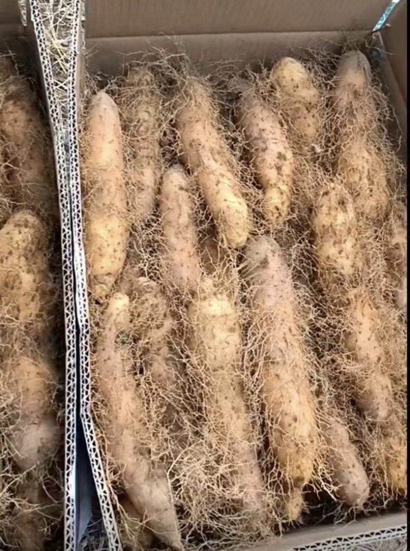 新鲜湛江毛薯甜薯猪仔薯甜毛薯粉糯香甜欢迎咨询下单