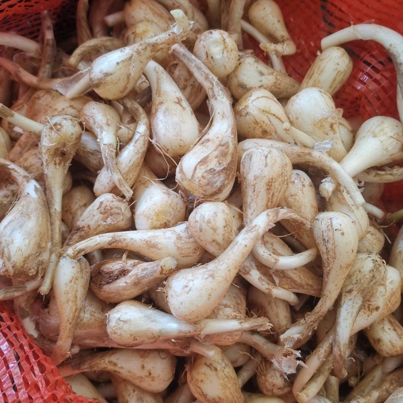 修剪精品白果荞头，藠头货源充足量大从优全国发欢迎订货