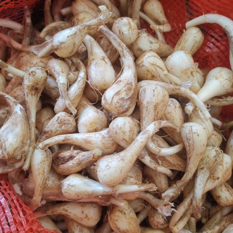 修剪精品白果荞头，藠头货源充足量大从优全国发欢迎订货