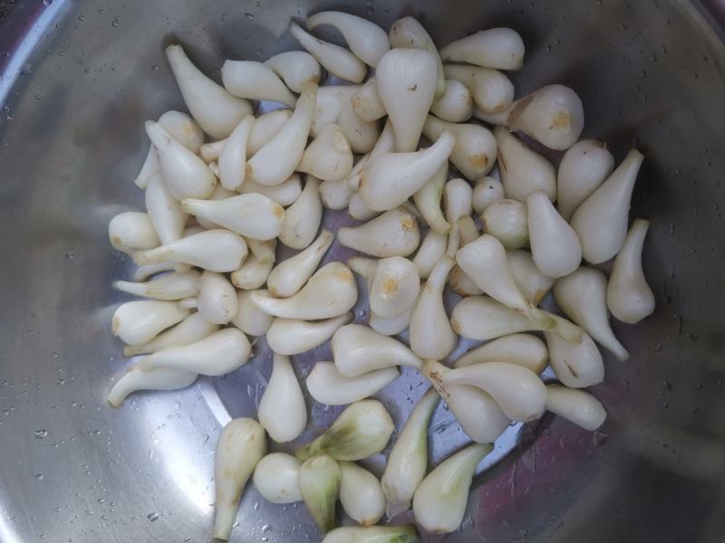 修剪精品白果荞头，藠头货源充足量大从优全国发欢迎订货