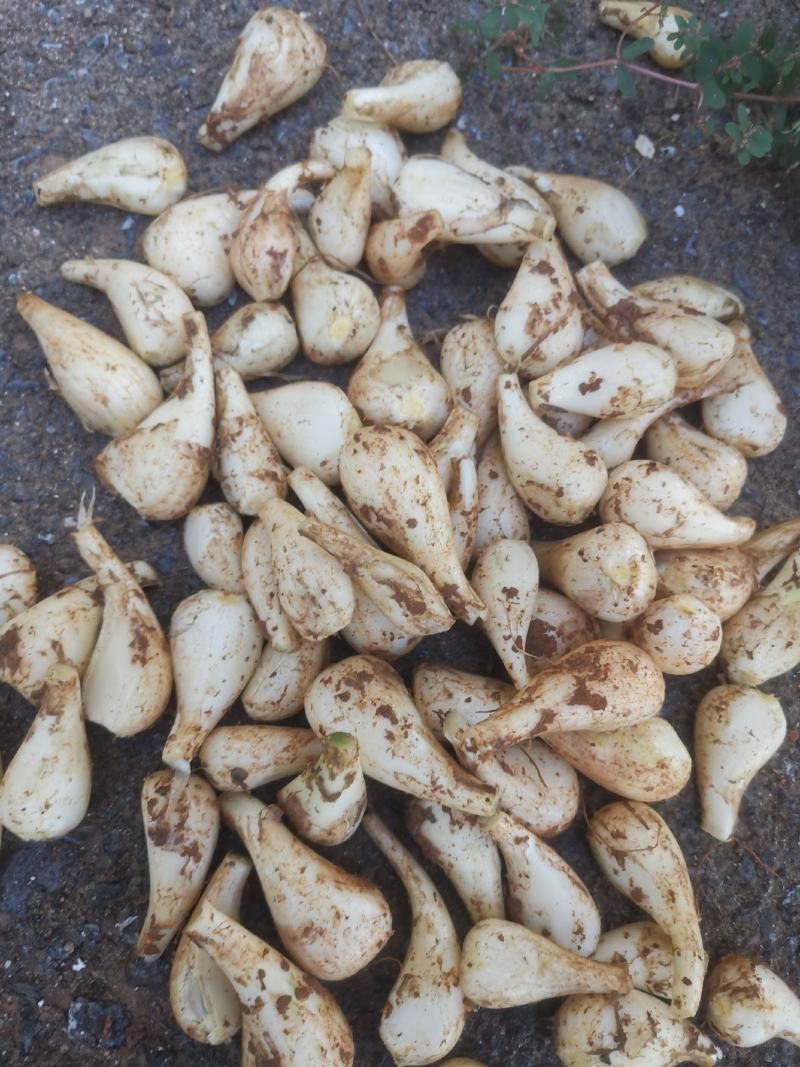 修剪精品白果荞头，藠头货源充足量大从优全国发欢迎订货
