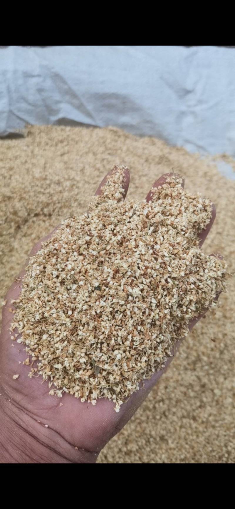 野生暴马花，暴马丁香花，暴马子花新货野生暴马丁香花