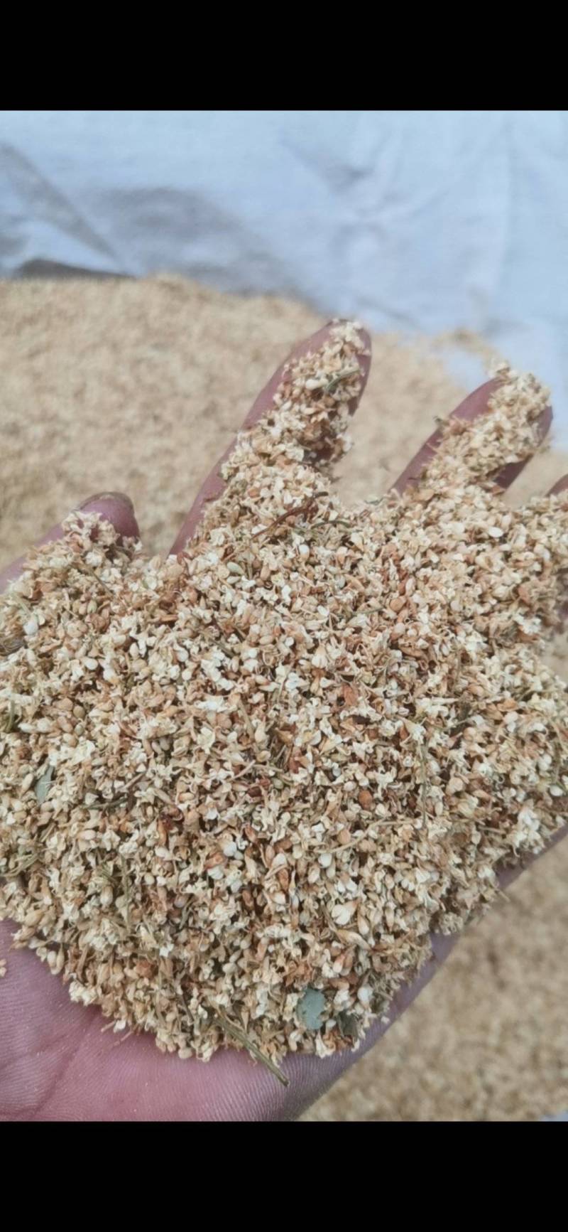 野生暴马花，暴马丁香花，暴马子花新货野生暴马丁香花