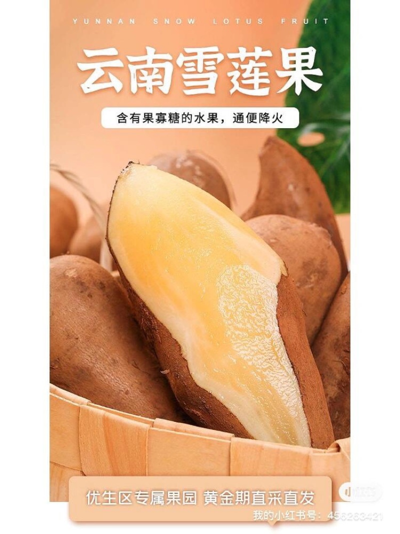 云南雪莲果低碳水果新鲜水果应季新鲜脆甜孕妇水果