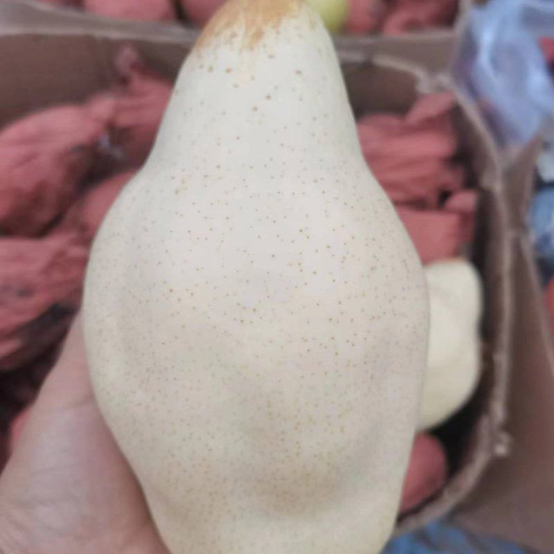 面甜好吃的大巴梨已熟有需要的老板联系我