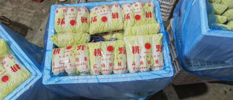 娃娃菜大小娃娃菜大量上市-产地直发-价格优惠