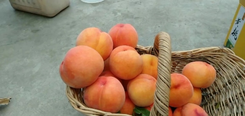 黄金蜜三号