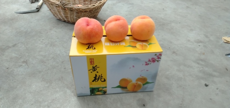 黄金蜜三号