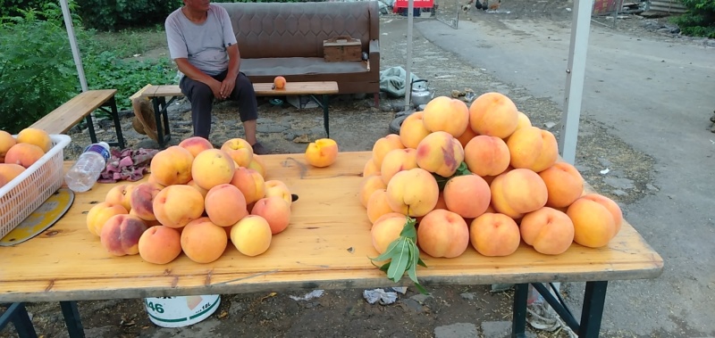 黄金蜜三号