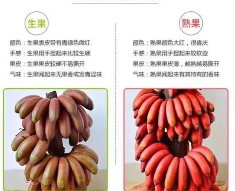 福建红美人香蕉现摘红皮香蕉新鲜水果甜糯孕妇水果整箱代发