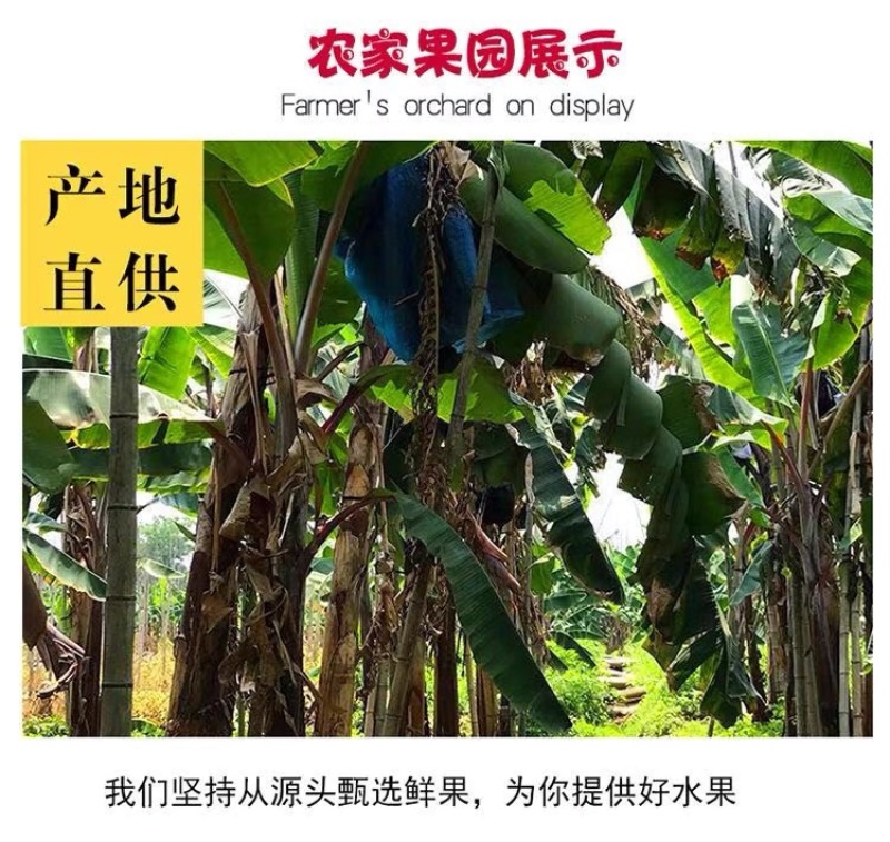 福建红美人香蕉现摘红皮香蕉新鲜水果甜糯孕妇水果整箱代发