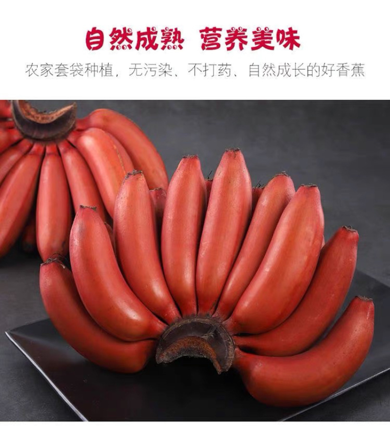 福建红美人香蕉现摘红皮香蕉新鲜水果甜糯孕妇水果整箱代发