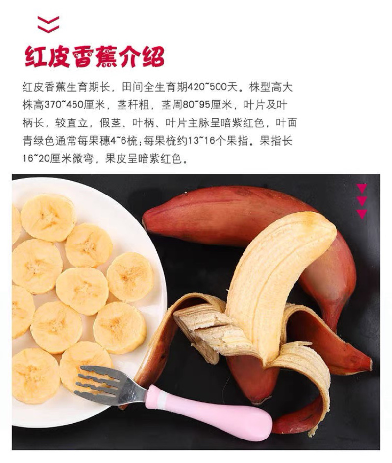 福建红美人香蕉现摘红皮香蕉新鲜水果甜糯孕妇水果整箱代发