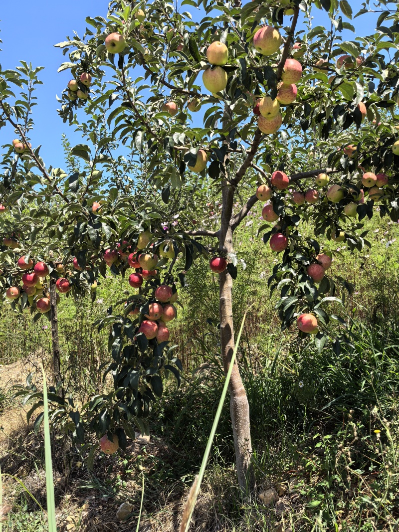 云南昭通红露苹果