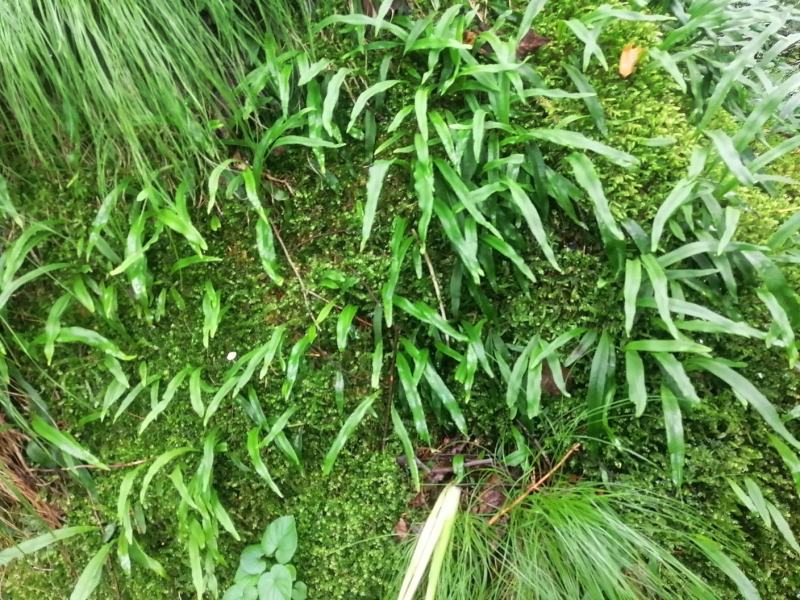长白山肾精茶也叫化石草支持线上保障交易，批发零售