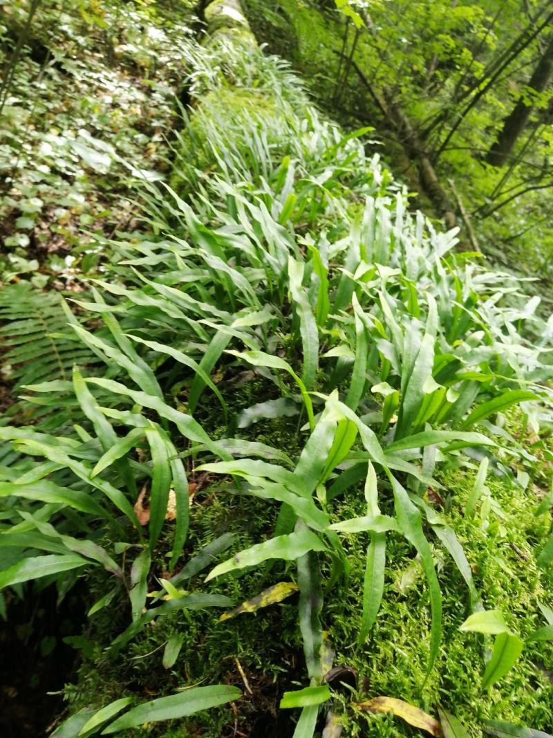 长白山肾精茶也叫化石草支持线上保障交易，批发零售