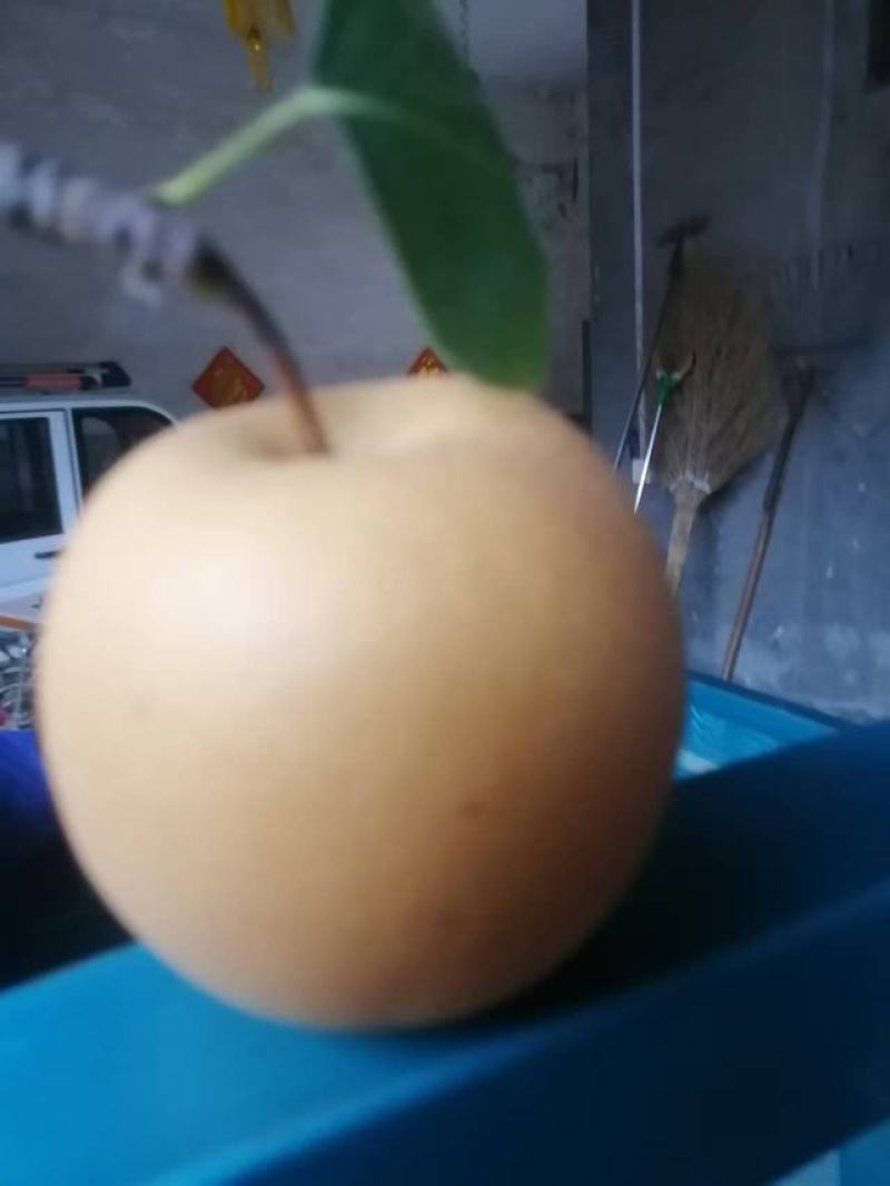 冠县秋月梨大量上市