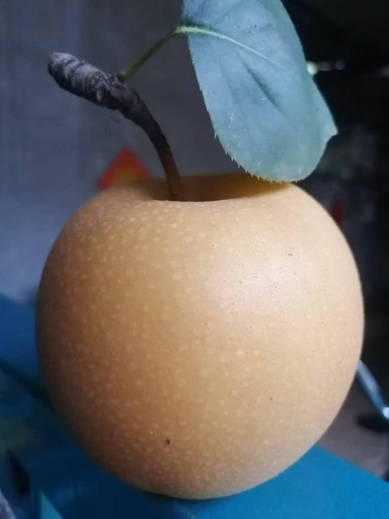 冠县秋月梨大量上市