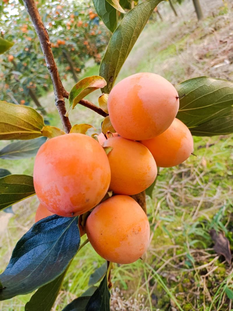 吊红柿，胭脂红，火葫芦，珠柿