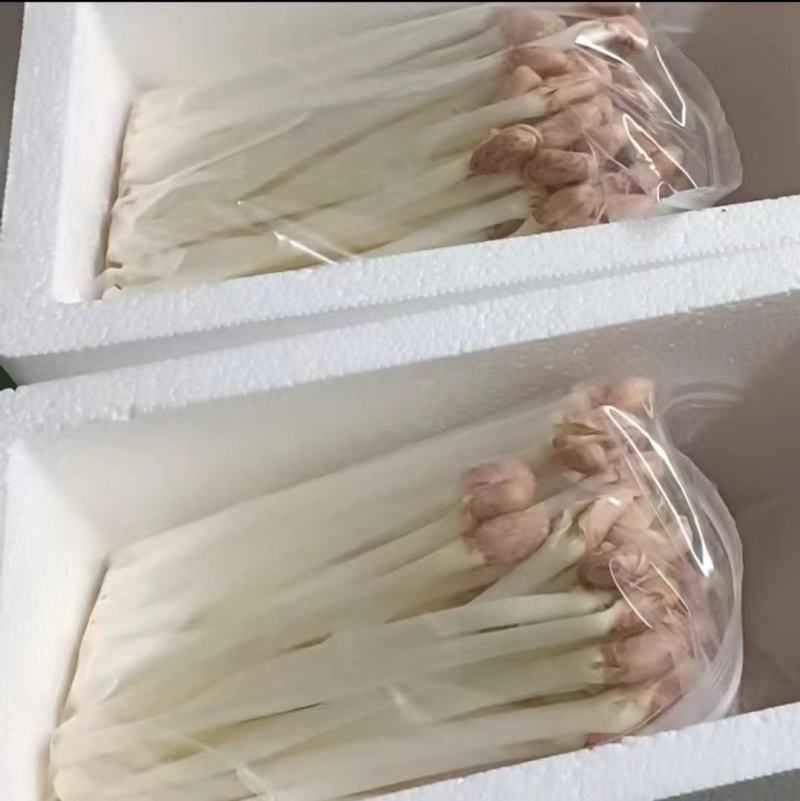 花生芽产地直发，一手货源，品质保障