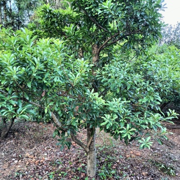 景观杨梅树，食果观景于一体，带给你别样的种植体验。