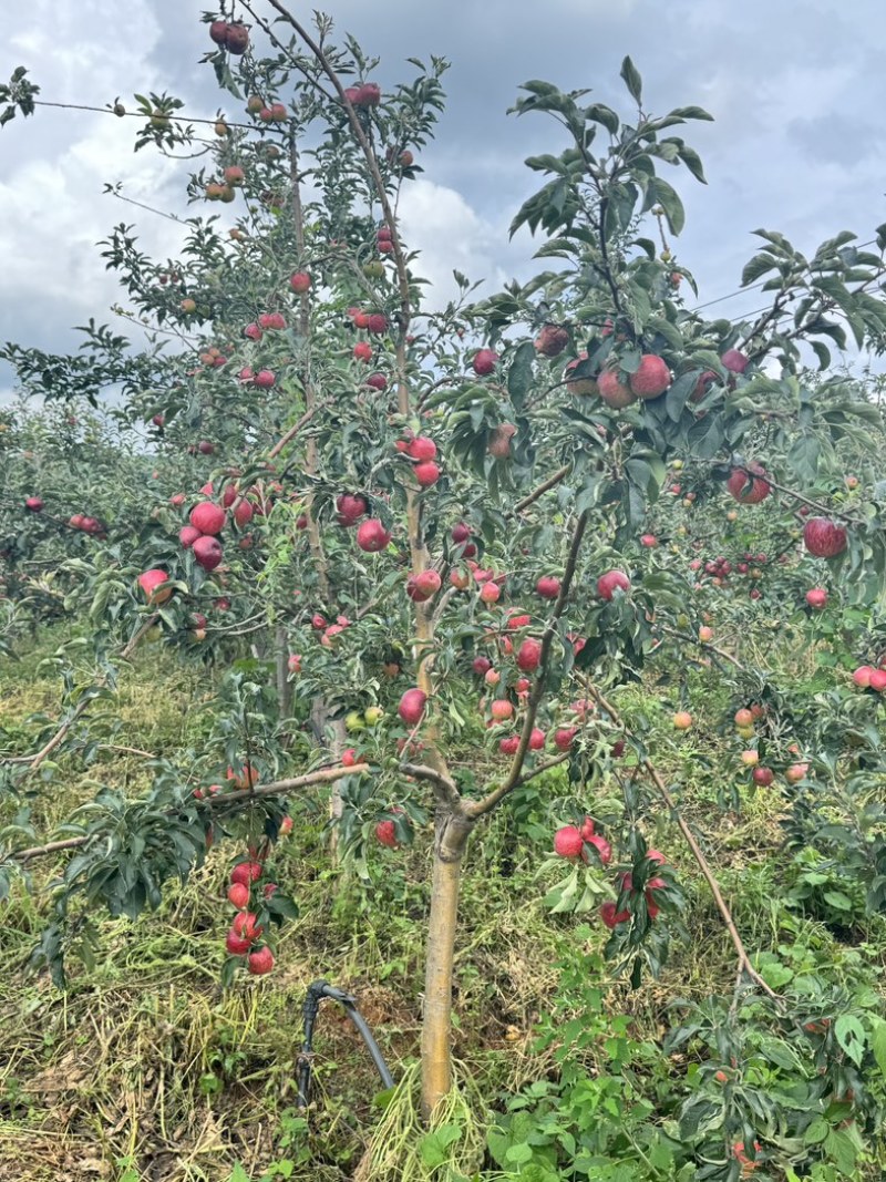 云南红钻苹果