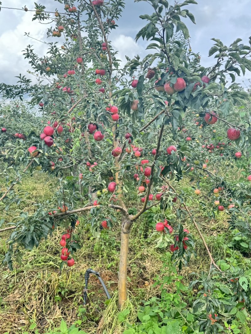 云南红钻苹果