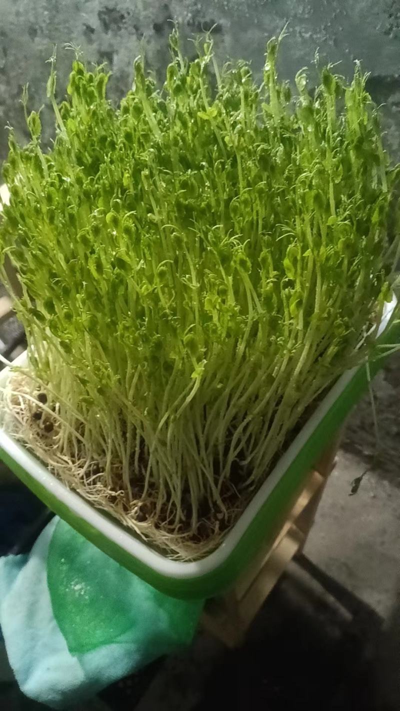 新鲜河北豌豆苗，当地产地直供，品质保证，快来选购！