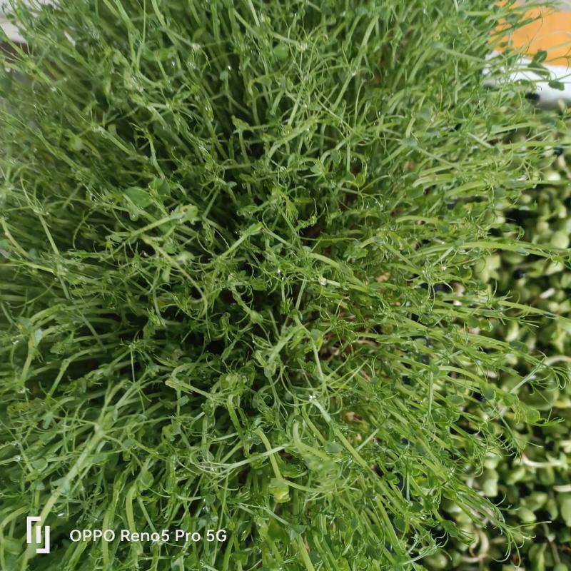 新鲜河北豌豆苗，当地产地直供，品质保证，快来选购！