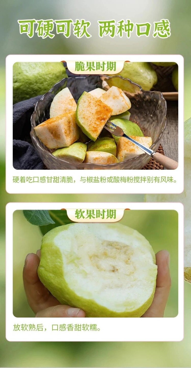 福建白心芭乐番石榴整箱新鲜软心胭脂芭乐新鲜热带水果代发