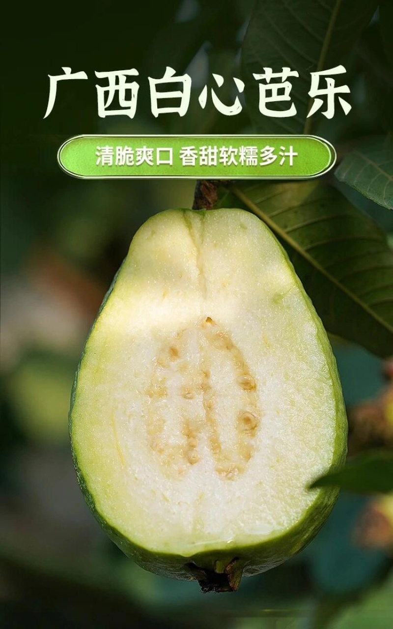 福建白心芭乐番石榴整箱新鲜软心胭脂芭乐新鲜热带水果代发
