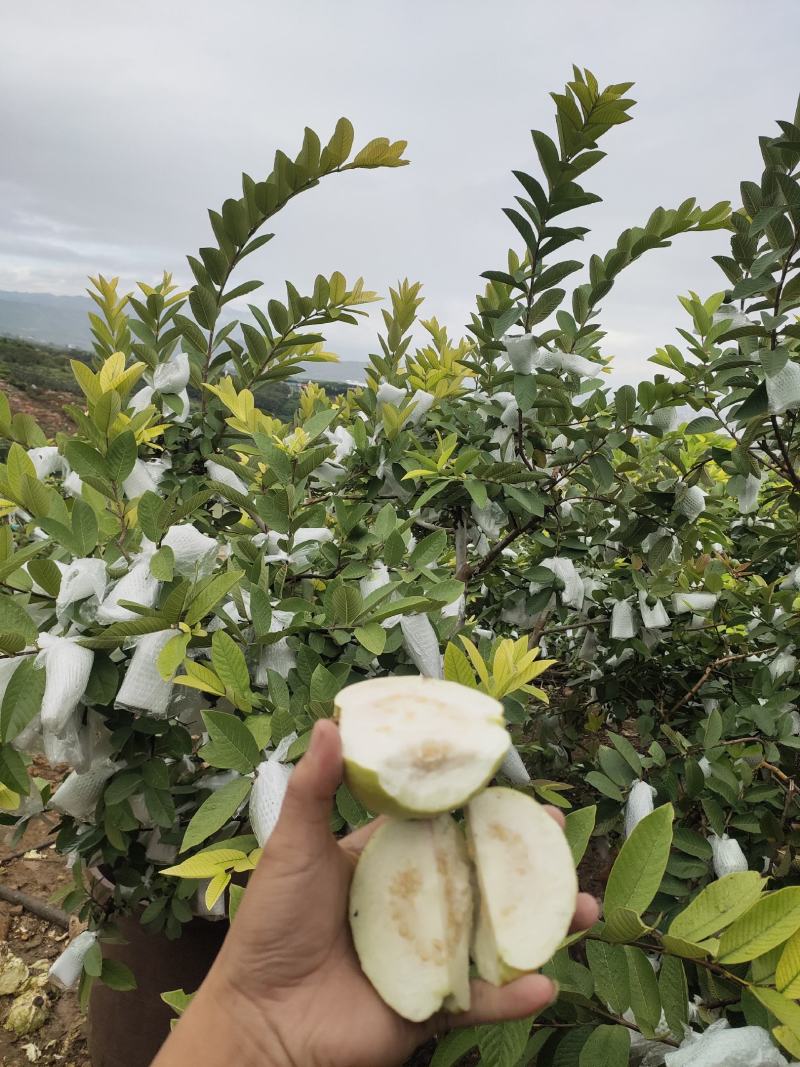 番石榴（芭乐）