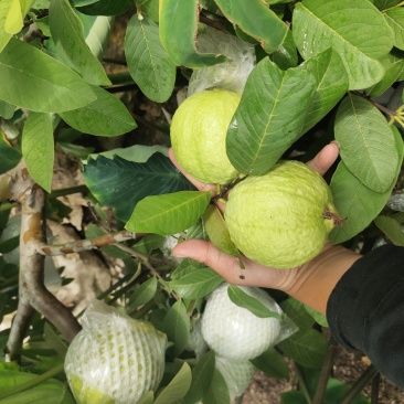 番石榴（芭乐）