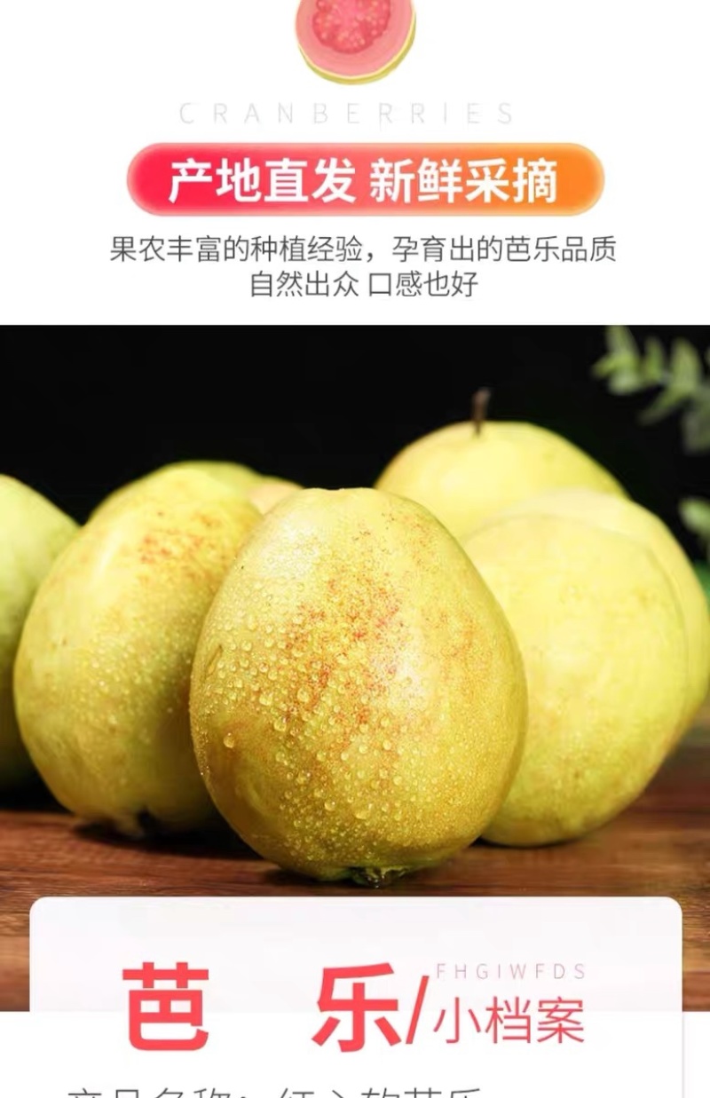 福建漳州产品新鲜树上采摘口感香甜红心芭乐当季水果