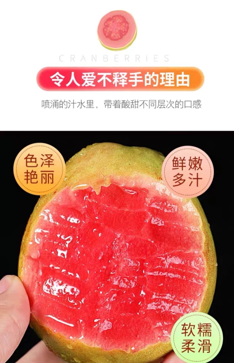 福建漳州产品新鲜树上采摘口感香甜红心芭乐当季水果
