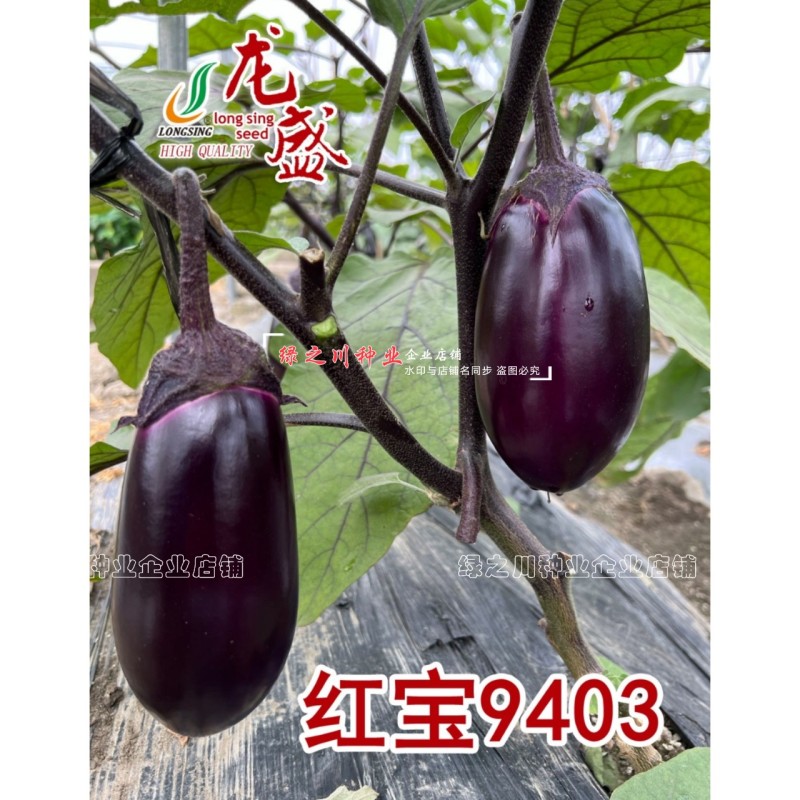 红宝9403紫红绿肉灯泡茄种子早熟紫红茄种籽春秋两季基地