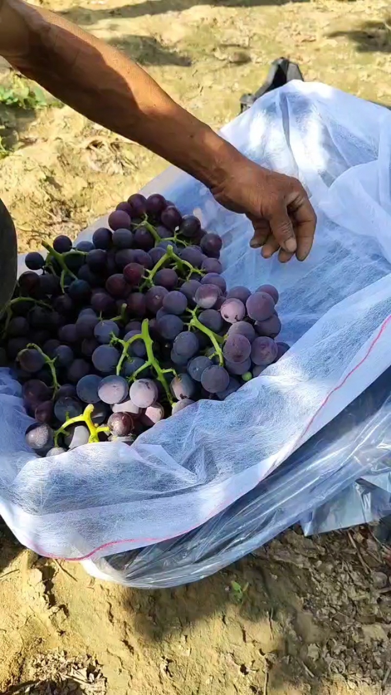 精品巨峰葡萄产地大量上市接受预订粒大饱满，软枝需要老板来