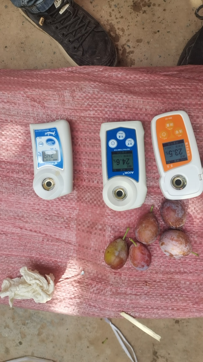 精品阿克苏法兰西梅货源充足量大从优质量保证欢迎咨询
