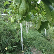 贵州惠水佛水瓜种植基地