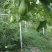 贵州惠水佛水瓜种植基地