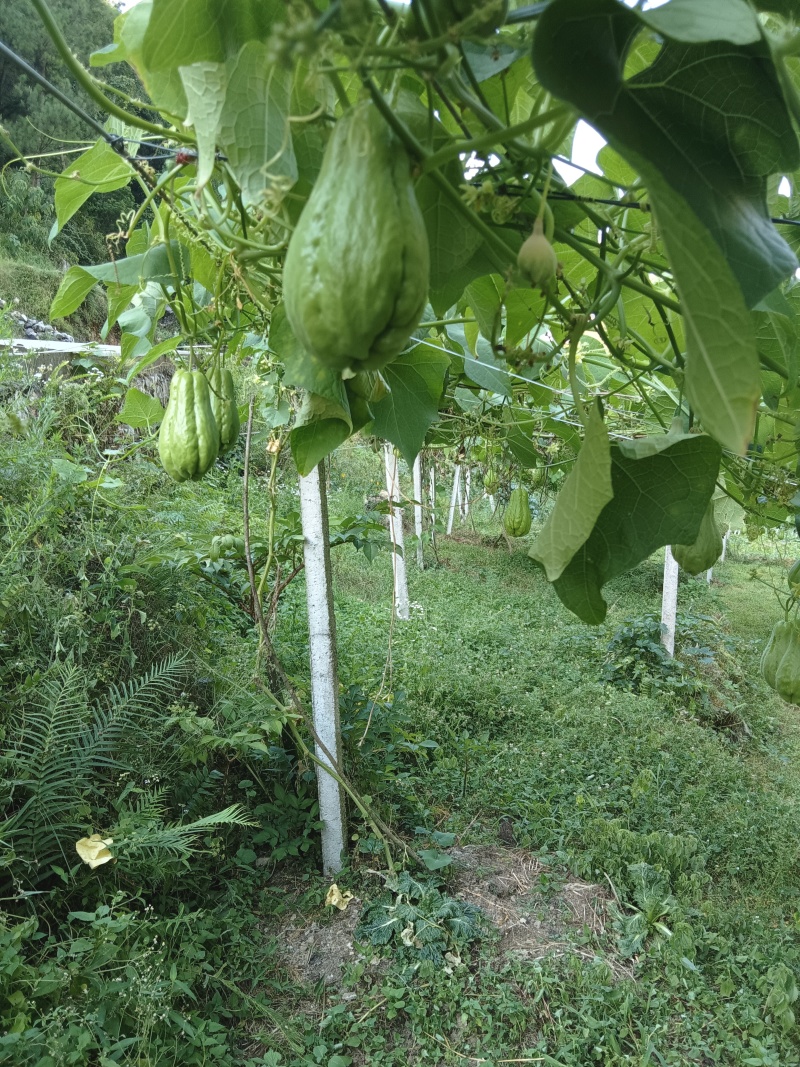 贵州惠水佛水瓜种植基地