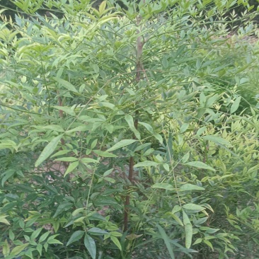 天天竹，高度50到120米