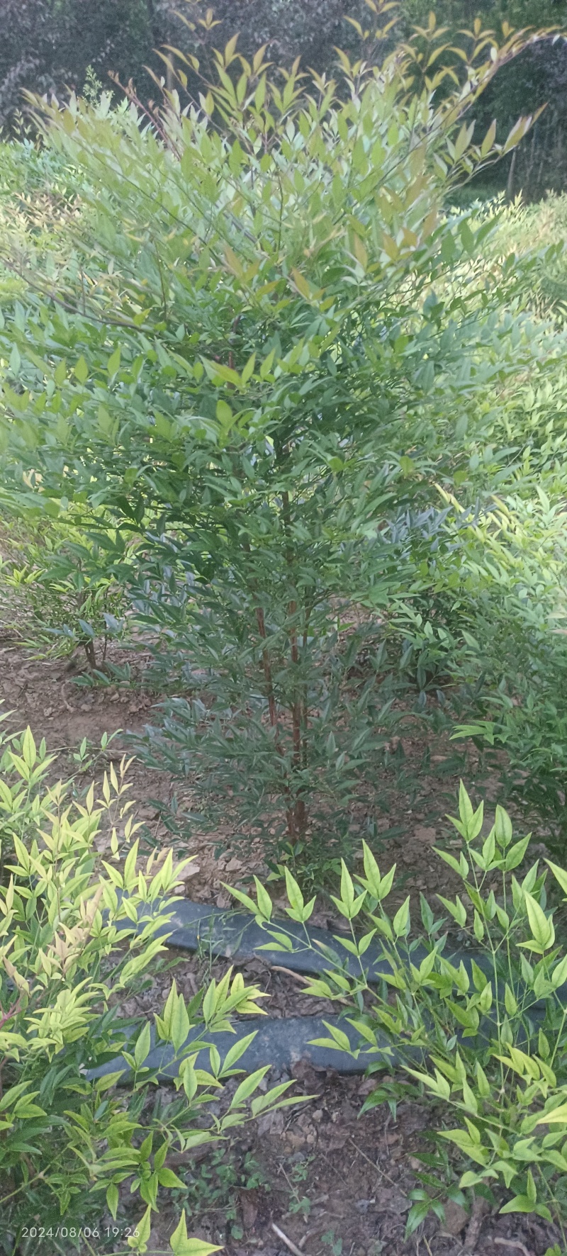 天天竹，高度50到120米