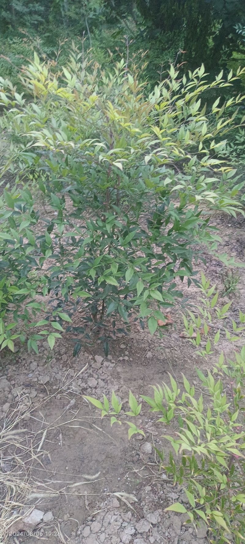 天天竹，高度50到120米