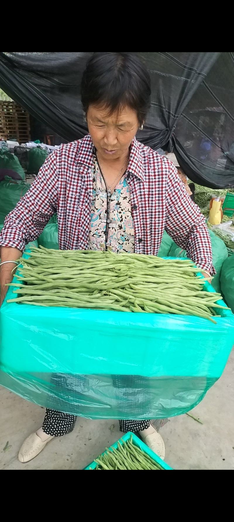 精品豆王发往东北锦州，预祝老板多赚人民币