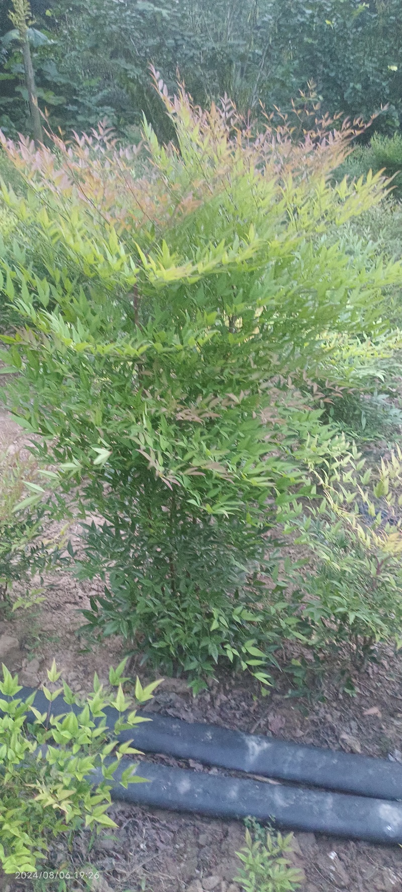 南天竹