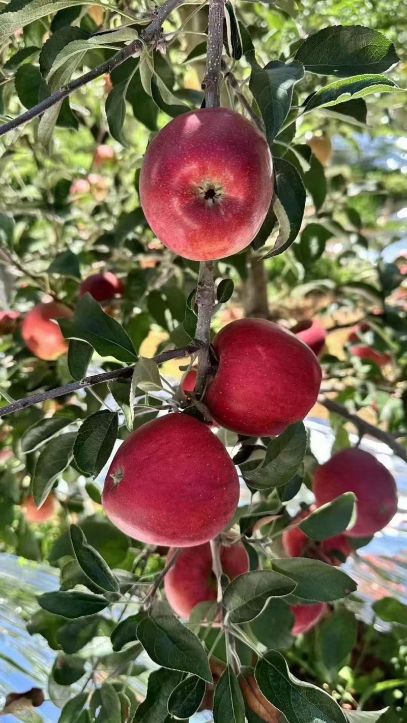 昭通苹果，可代办，代發，