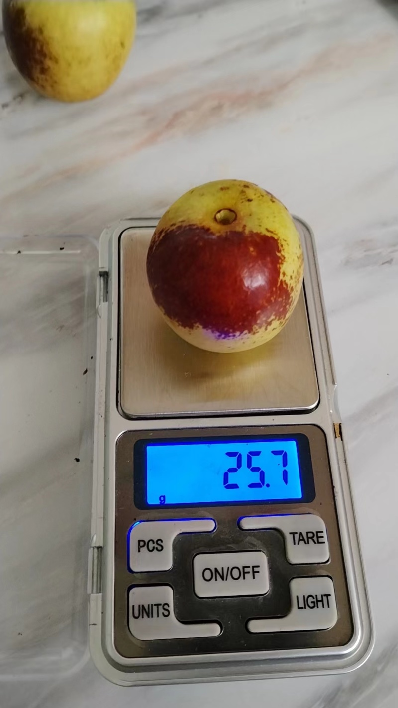 陕西大荔冬枣，大荔原产地代收代发，供应商超档口，可合作供