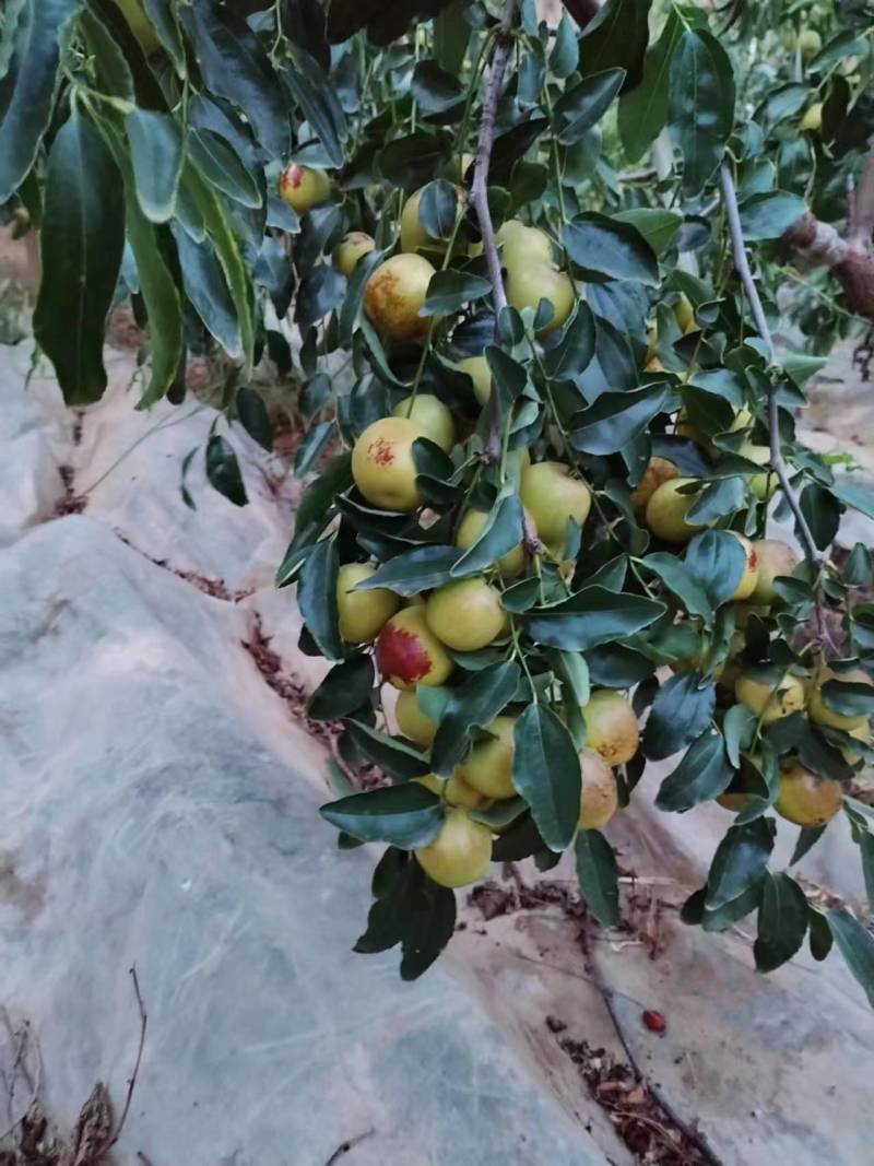 陕西大荔冬枣，大荔原产地代收代发，供应商超档口，可合作供