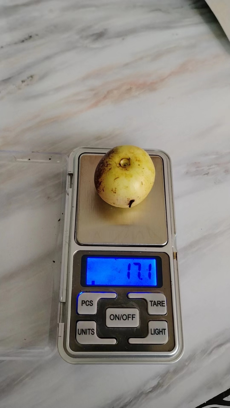 陕西大荔冬枣，大荔原产地代收代发，供应商超档口，可合作供